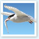 Discovering Wadden Sea Wildlife