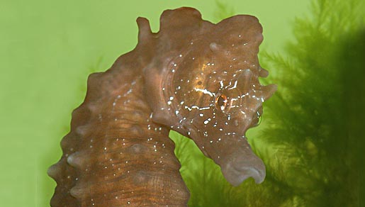 kortsnuitzeepaardje | © foto fitis, sytske dijksen kortsnuitzeepaardje | © foto fitis, sytske dijksen